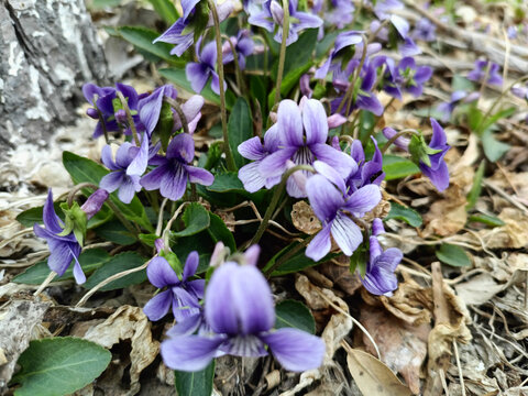 紫花地丁