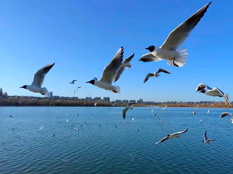 红嘴鸥特写