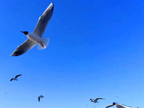 飞翔的海鸥