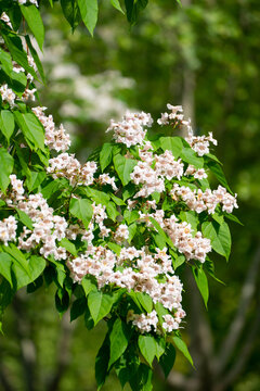 小白花