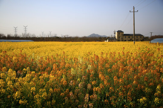 油菜花