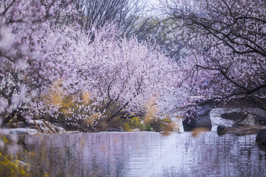 桃花