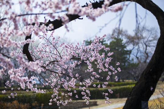 桃花