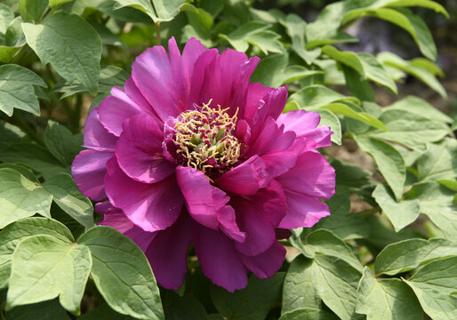 牡丹花特写