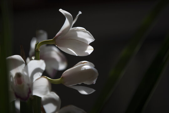 逆光透亮白色大花惠兰