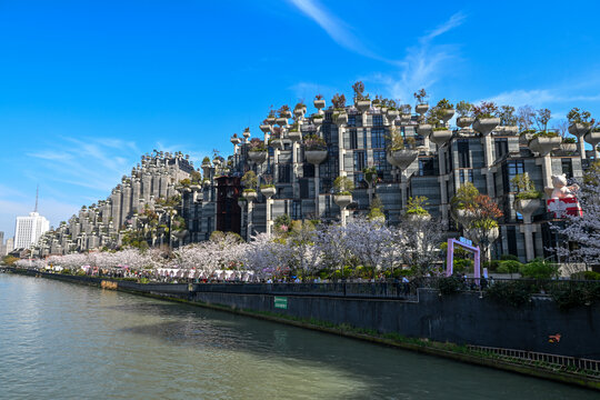 上海大洋晶典天安千树樱花季风光