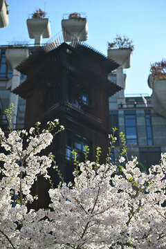 上海大洋晶典天安千树樱花季风光