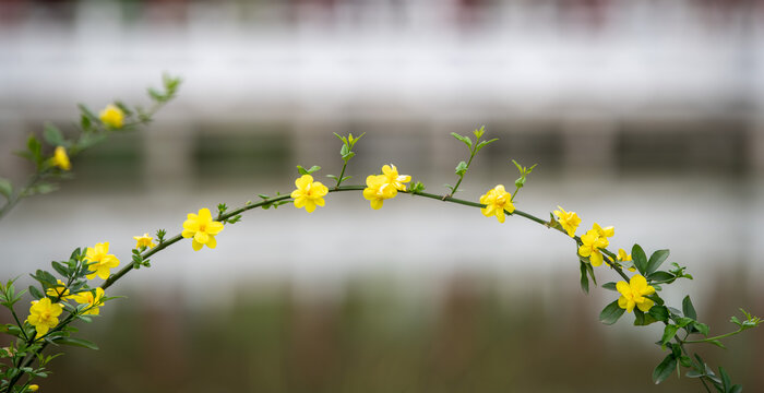 迎春花