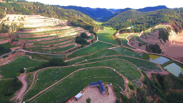 甘谷驿红薯基地