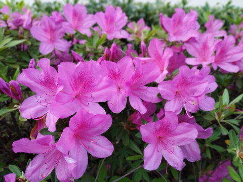 杜鹃花正浓