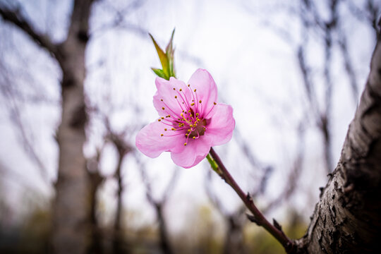 春日野外绽放的桃花特写