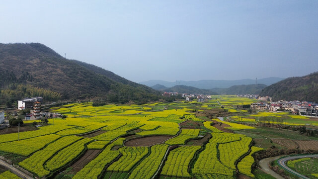 湖北省咸宁市大幕山油菜花