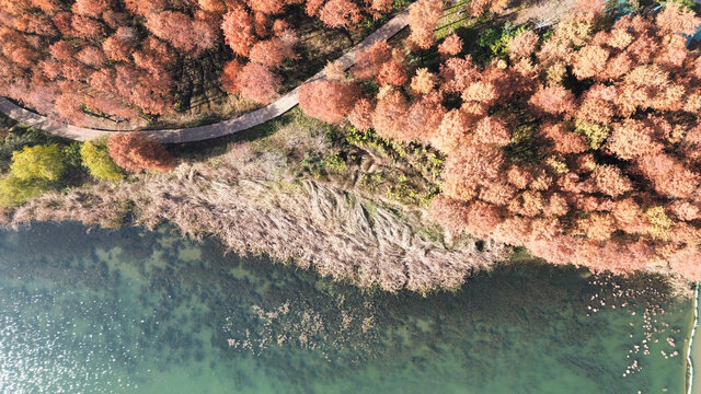 武汉东湖风景区水杉