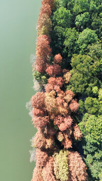 武汉东湖风景区水杉