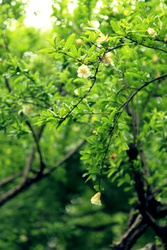 石榴花开