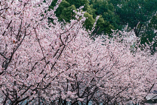 静安雕塑公园樱花园