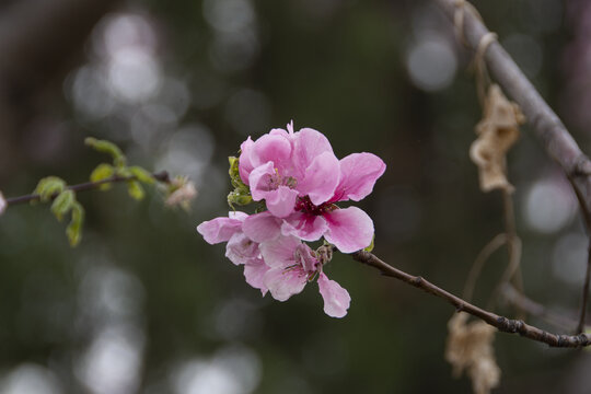 桃花特写