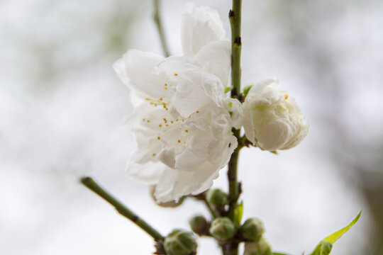 高清花特写