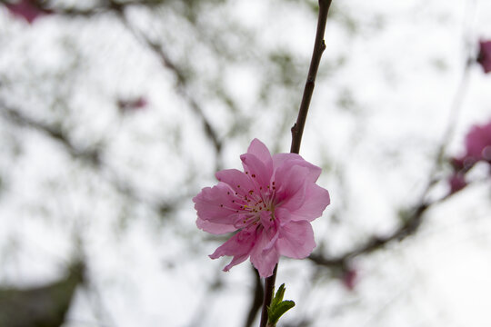 一朵桃花开