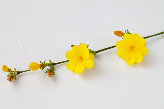 迎春花枝条和黄色的花冠