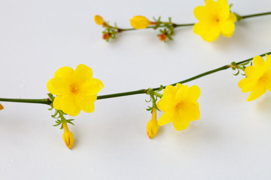 迎春花枝条和黄色的花冠