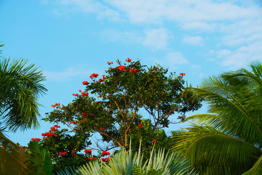 海南三亚花朵树木自然风景