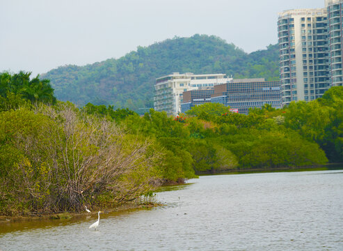 池塘湖泊动物自然风景