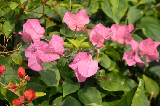 粉百合花花卉自然风景