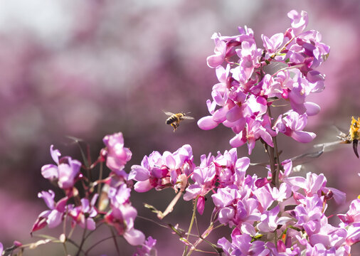 花朵蜜蜂采蜜