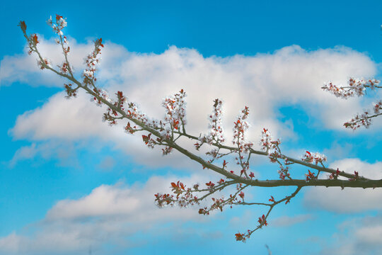 樱花