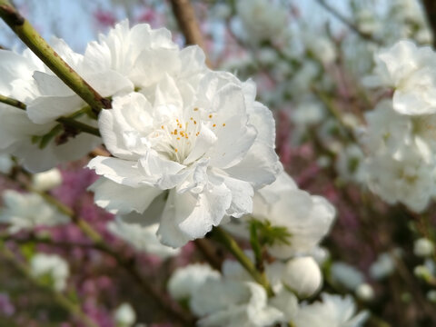 白碧桃花