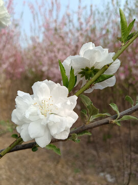 碧桃花