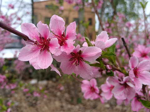 桃花