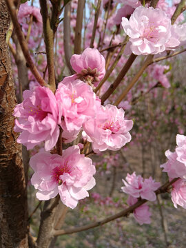 碧桃花