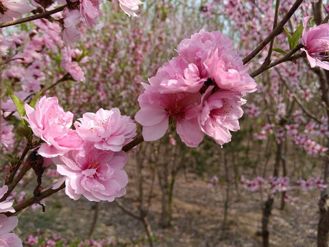 碧桃花