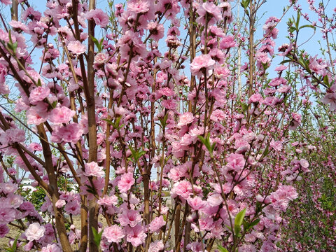 粉色碧桃花