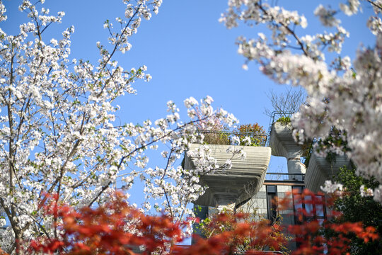 上海天安千树樱花季建筑风光