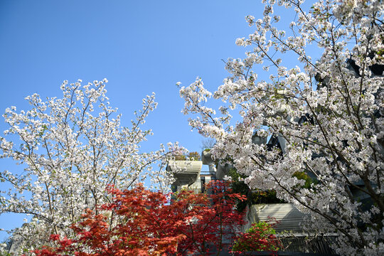 上海天安千树樱花季建筑风光