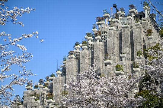 上海天安千树樱花季建筑风光