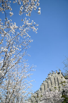 上海天安千树樱花季建筑风光