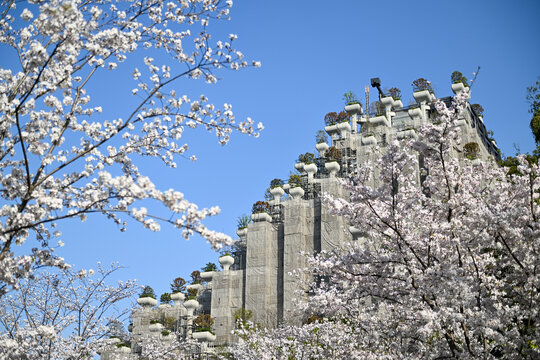 上海天安千树樱花季建筑风光