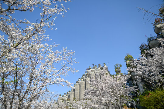 上海天安千树樱花季建筑风光