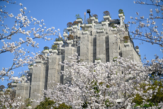 上海天安千树樱花季建筑风光