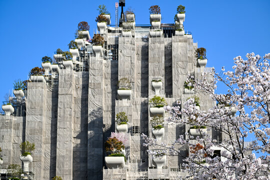 上海天安千树樱花季建筑风光