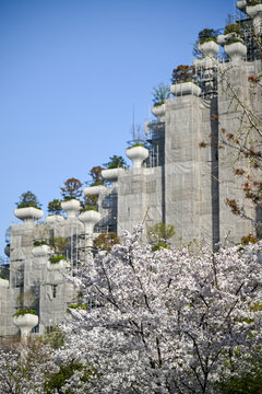 上海天安千树樱花季建筑风光