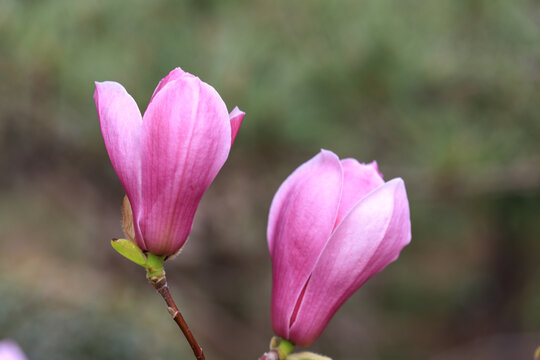 玉兰花