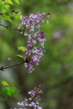 丁香花