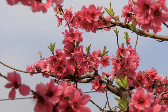 山野桃花开