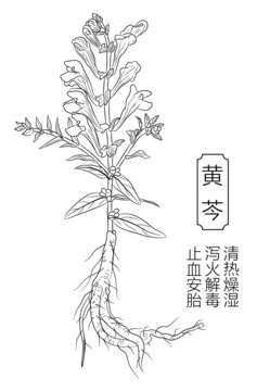 黄芩线稿