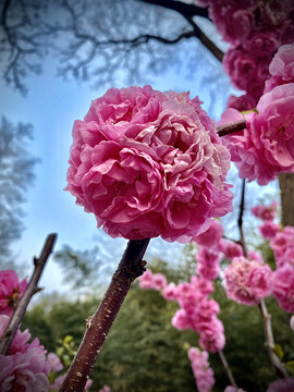 桃花绣球